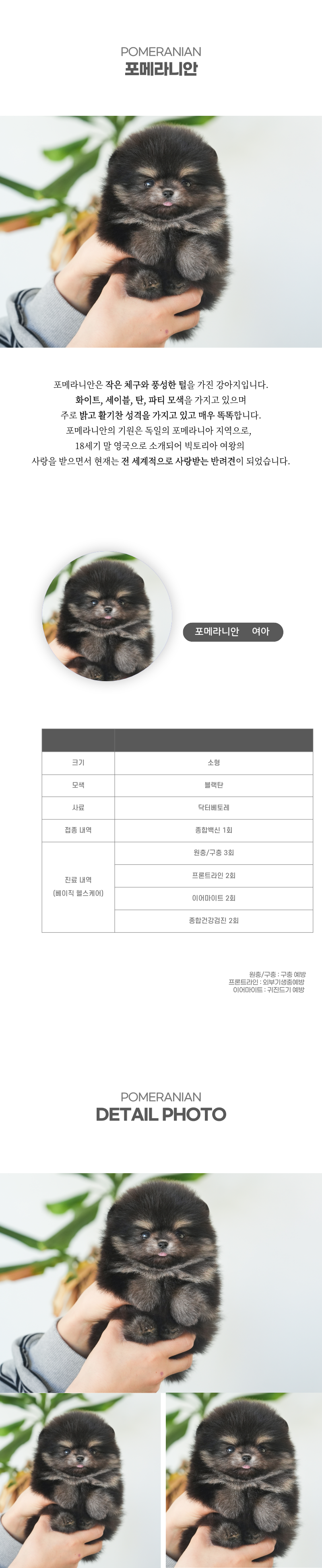 포메라니안_상세이미지_2